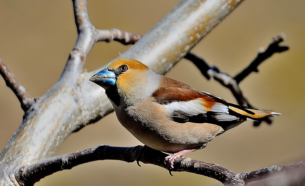 Hawfinch
